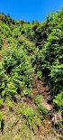 Plants: image 20 Of 208 Thumb